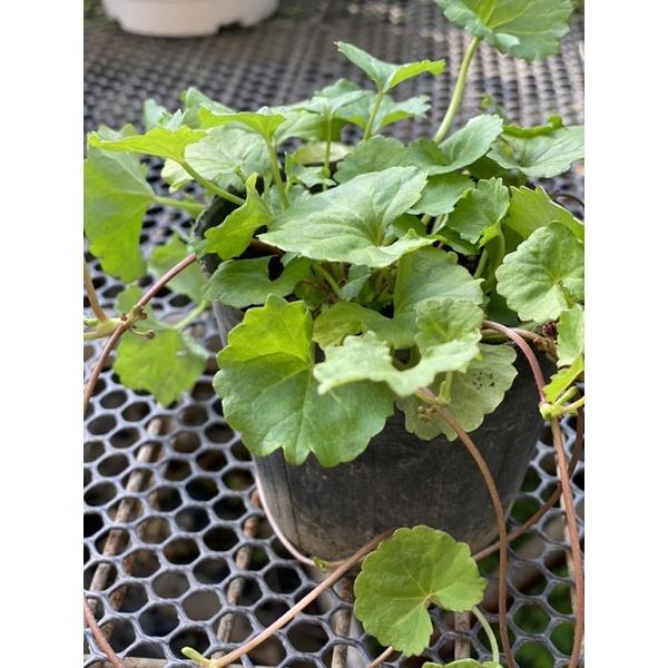 雷公根苗 雷公草苗 積雪草苗 含殼草-細節圖3