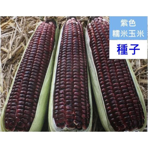 【種子】紫色糯米種子 紫玉米種子 超甜玉米種子 糯米玉米種子 玉米種子