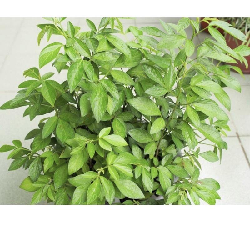 茉草 磨草 抹草5寸盆 除穢植物 淨化植物 環境淨化 房間淨化-細節圖2