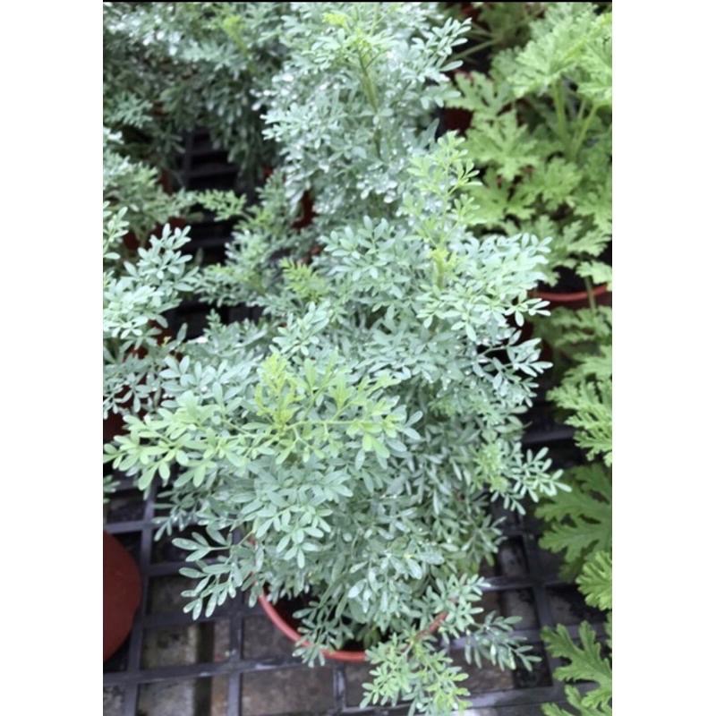 芸香 3寸盆 保健植物 整株可採-細節圖2