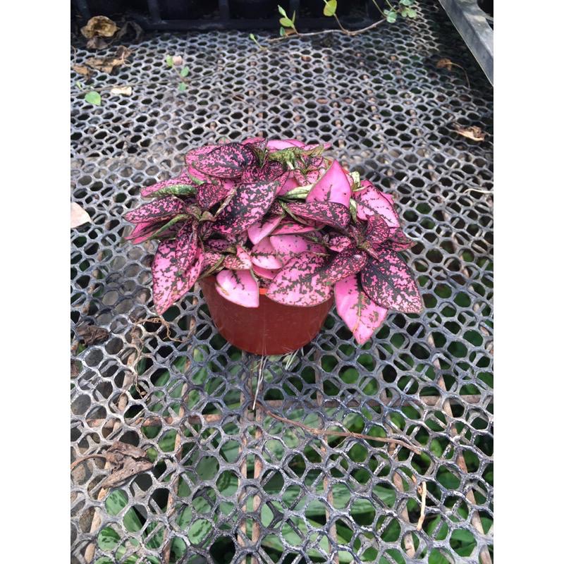 嫣紅蔓 嫣粉蔓 嫣白蔓-細節圖2