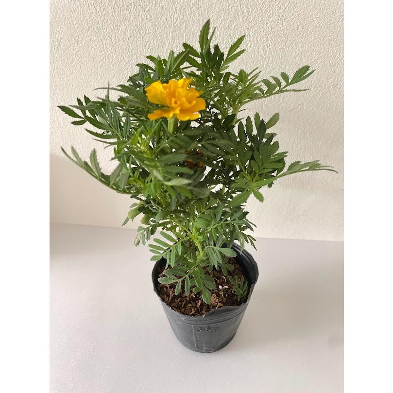 孔雀菊2.5寸/3寸-細節圖2