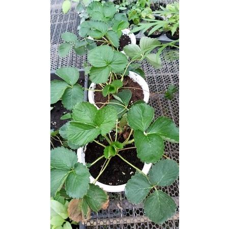 白色吊盆 6寸吊盆 含吊鉤-細節圖3