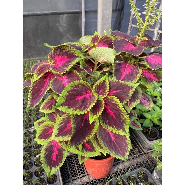 彩葉草 2.5寸黑軟盆 多種顏色-細節圖2