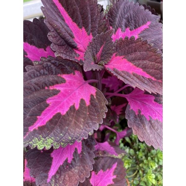 彩葉草 2.5寸黑軟盆 多種顏色-細節圖3