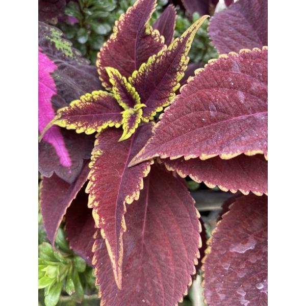 彩葉草 2.5寸黑軟盆 多種顏色-細節圖4