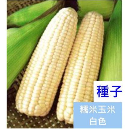 【種子】白色糯米玉米種子 糯米玉米種子 玉米種子 20顆
