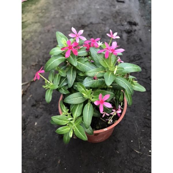 迷你春 3寸荷蘭盆 長日開花-細節圖2