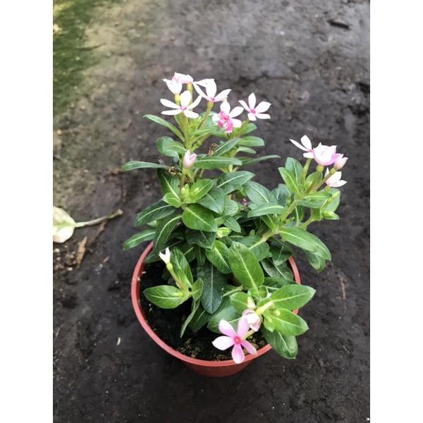 迷你春 3寸荷蘭盆 長日開花-細節圖3