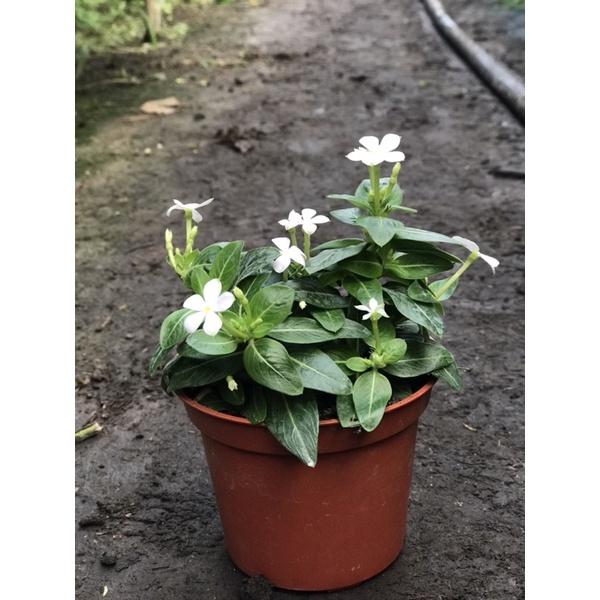 迷你春 3寸荷蘭盆 長日開花-細節圖4