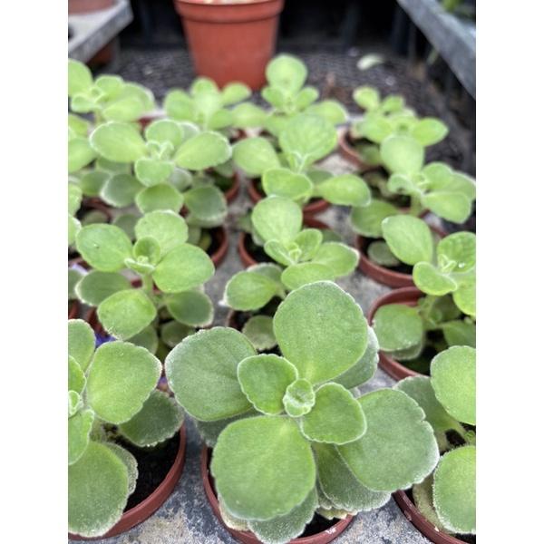 左手香 1寸盆 檸檬香味 碰碰香 到手香 過手香 倒手香 桌上小品 多肉植物-細節圖2