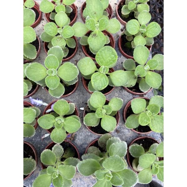 左手香 1寸盆 檸檬香味 碰碰香 到手香 過手香 倒手香 桌上小品 多肉植物-細節圖3