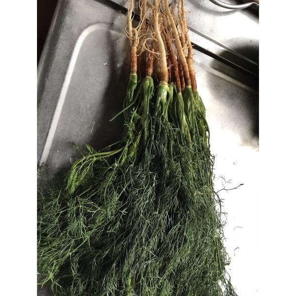 茴香種子 小茴香種子 香料種子 濃郁的香氣-細節圖2