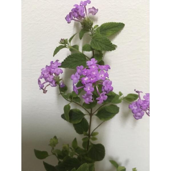 紫色馬纓丹 3寸黑軟盆 天然芳香 芳香植物 桌上小品 園藝小品-細節圖2
