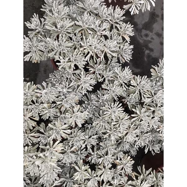 芙蓉 5寸盆 家中鎮宅寶 除穢植物 庭院的常客 避邪檔煞-細節圖2