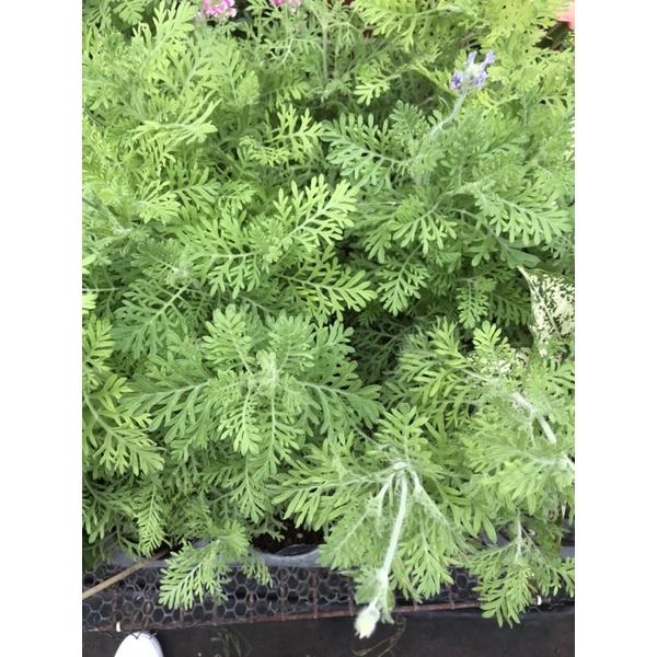羽葉薰衣草 3.5寸盆 藍色花 桌上 陽台 小物-細節圖2