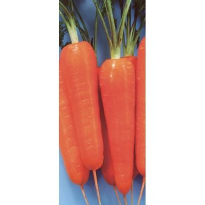 ［種子］紅蘿蔔種子 日本TOKIA 5ml