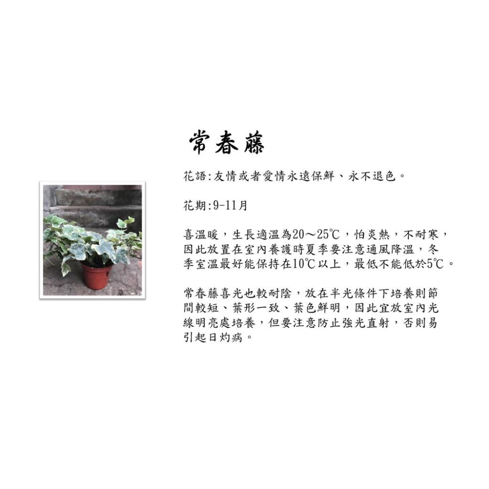 常春藤 2.5吋盆 花語：友情或者愛情永遠保鮮、永不退色。-細節圖2