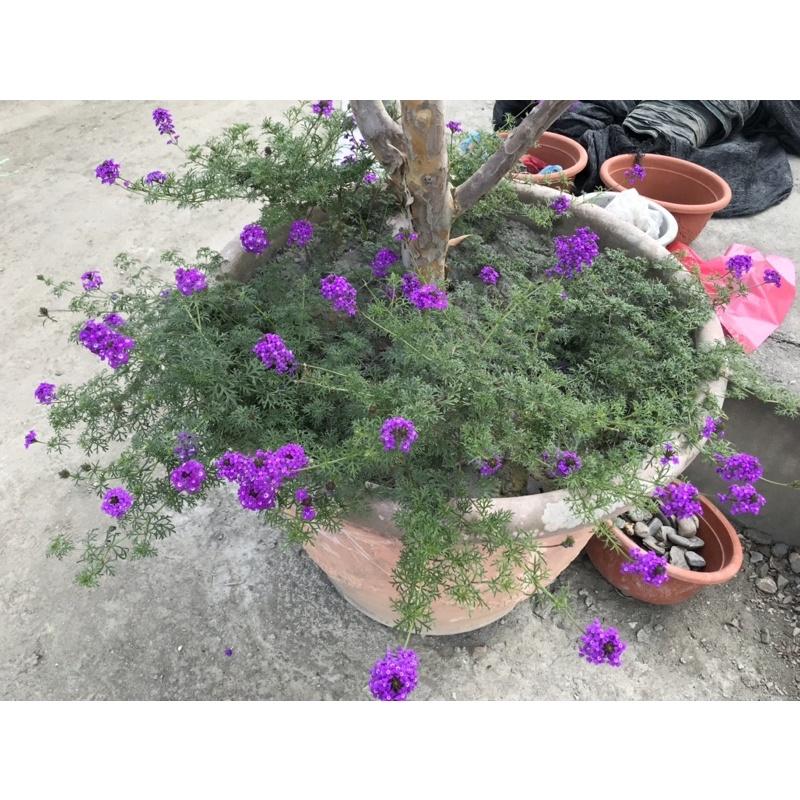 紫色 美女瓔 草花 療癒系列 可種盆栽旁邊 減少長野草-細節圖2