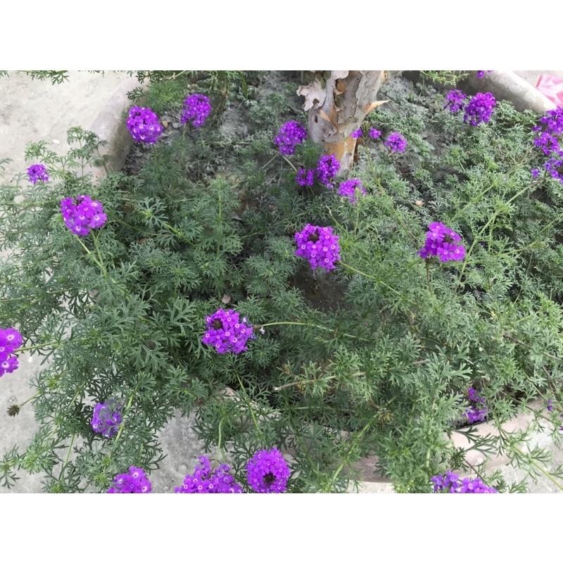 紫色 美女瓔 草花 療癒系列 可種盆栽旁邊 減少長野草-細節圖3