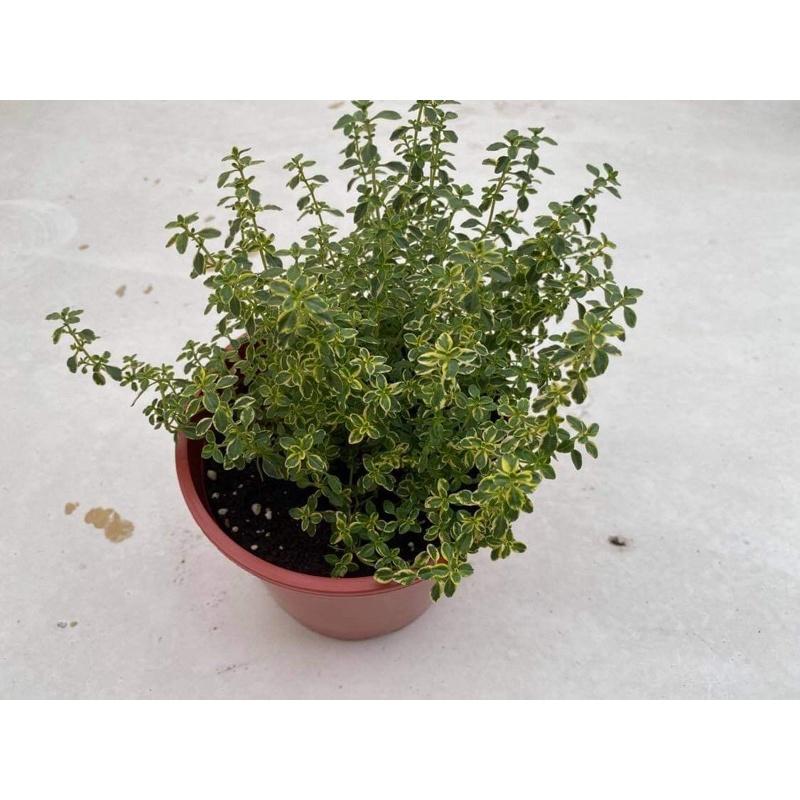 百里香 5寸盆 室內天然芳香劑，泡茶與薄荷或果汁搭配皆很適合-細節圖2