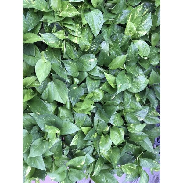 黃金葛2.5寸盆 易種好活 室內綠化植物 2.5寸小品，花語:堅韌善良，守望幸福-細節圖2