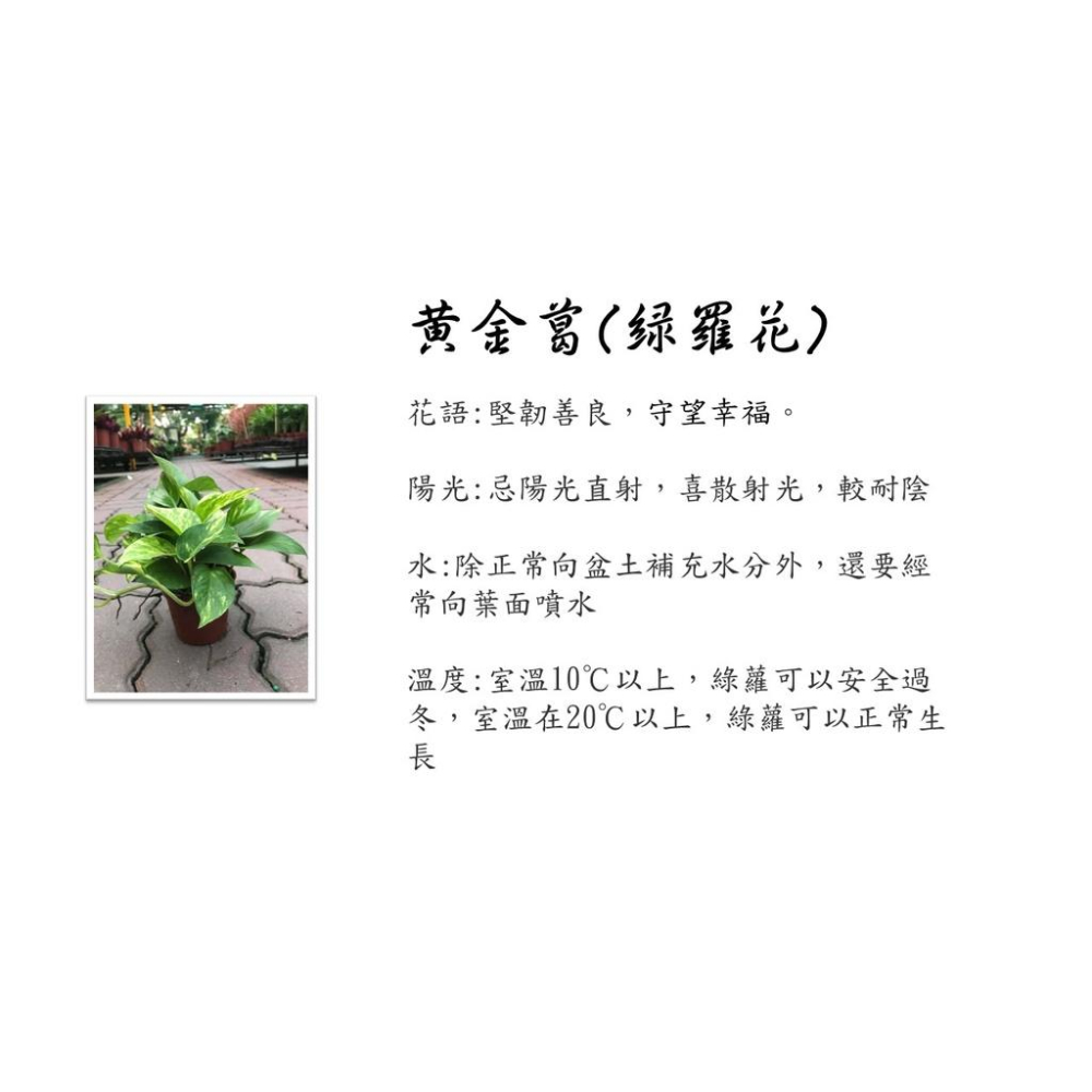黃金葛2.5寸盆 易種好活 室內綠化植物 2.5寸小品，花語:堅韌善良，守望幸福-細節圖3