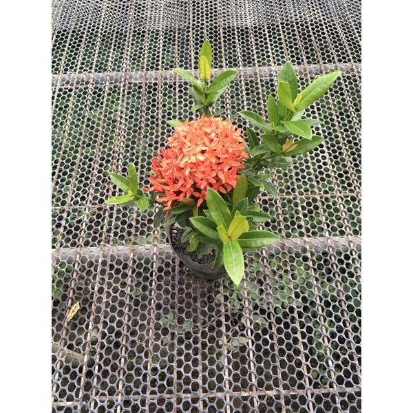 仙丹花 2.5寸盆 山丹花 龍船花 花語：團結、早生貴子、獲得新生-細節圖3