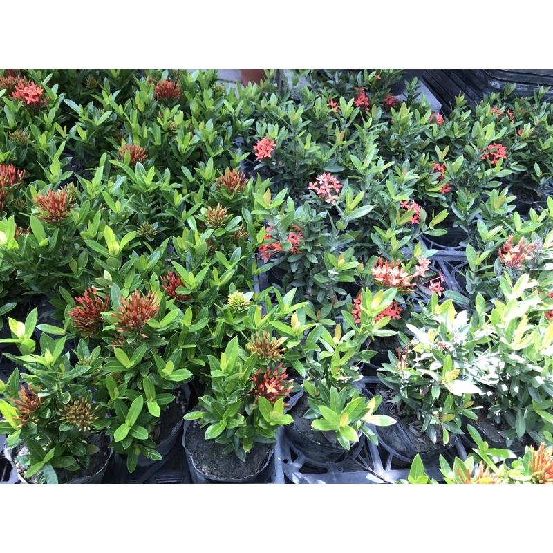 仙丹花 2.5寸盆 山丹花 龍船花 花語：團結、早生貴子、獲得新生-細節圖4