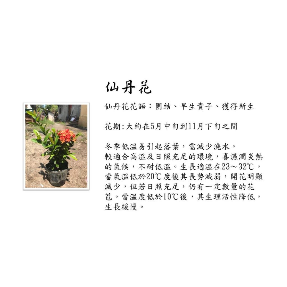 仙丹花 2.5寸盆 山丹花 龍船花 花語：團結、早生貴子、獲得新生-細節圖5