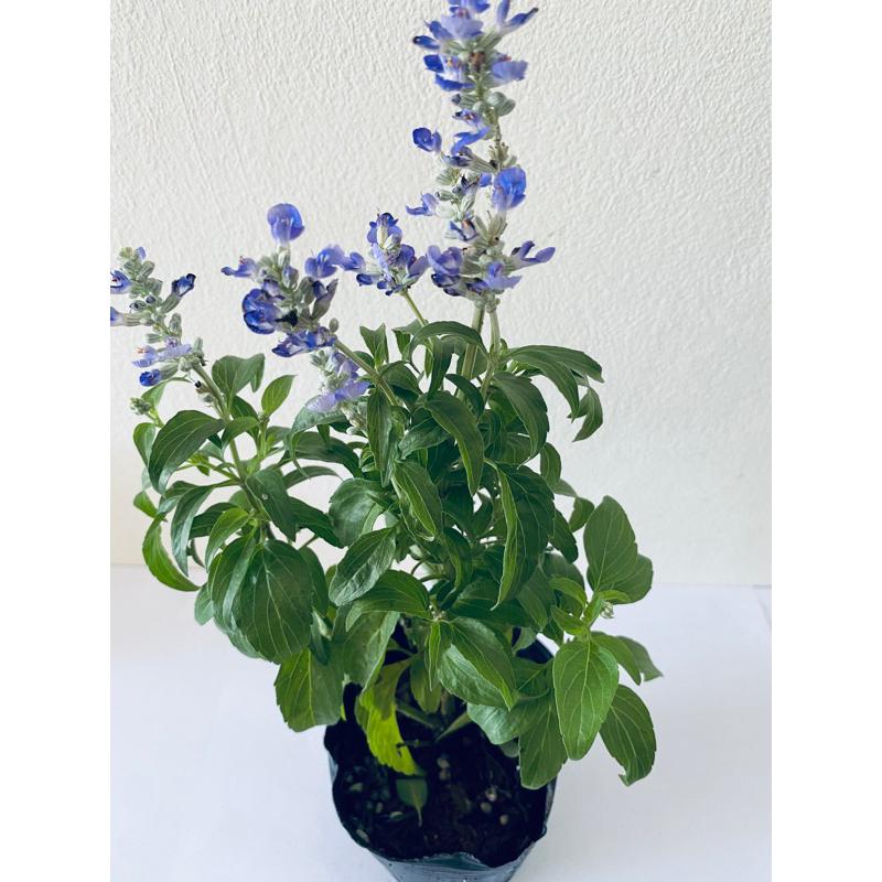 鼠尾草［5寸盆DIY組］苗 + 土+ 6寸盆  套件 自己動手種植-細節圖2