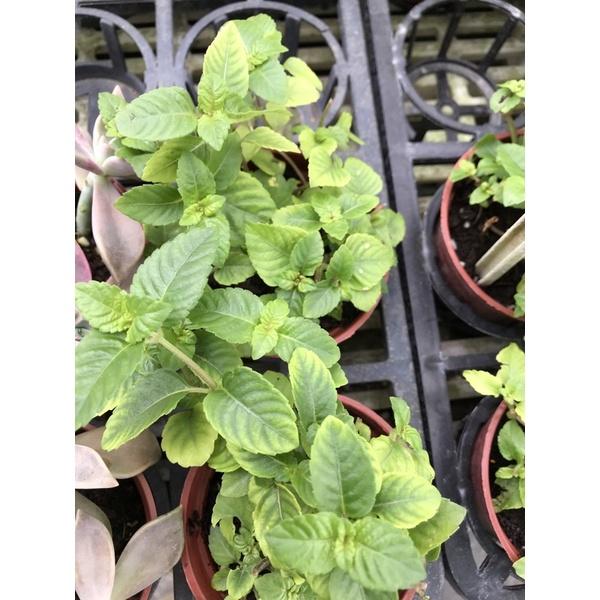 仙草苗 2.5寸黑軟盆 涼粉草 仙人草 採摘曬乾即是仙草原料-細節圖2