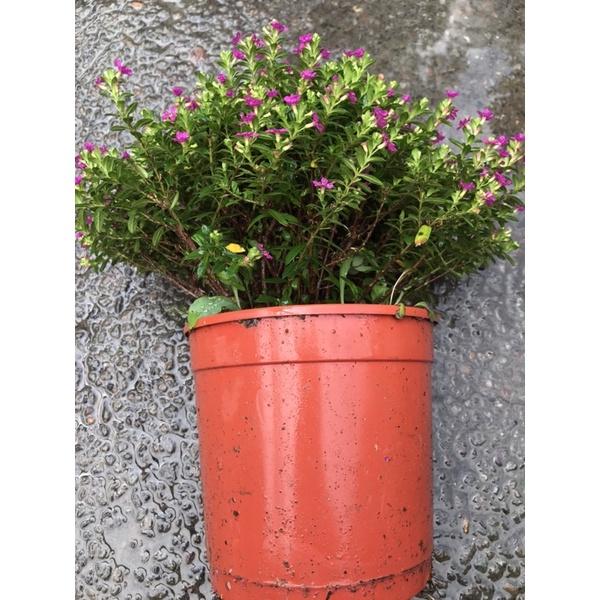 F01 雪茄花 庭院花 5寸盆-細節圖2