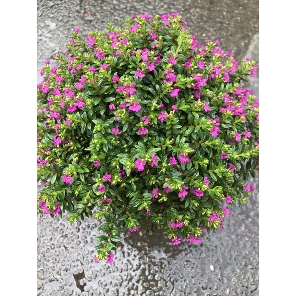 F01 雪茄花 庭院花 5寸盆-細節圖3