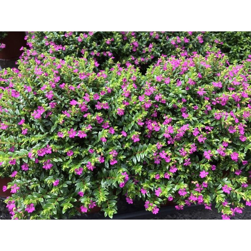 F01 雪茄花 庭院花 5寸盆-細節圖4