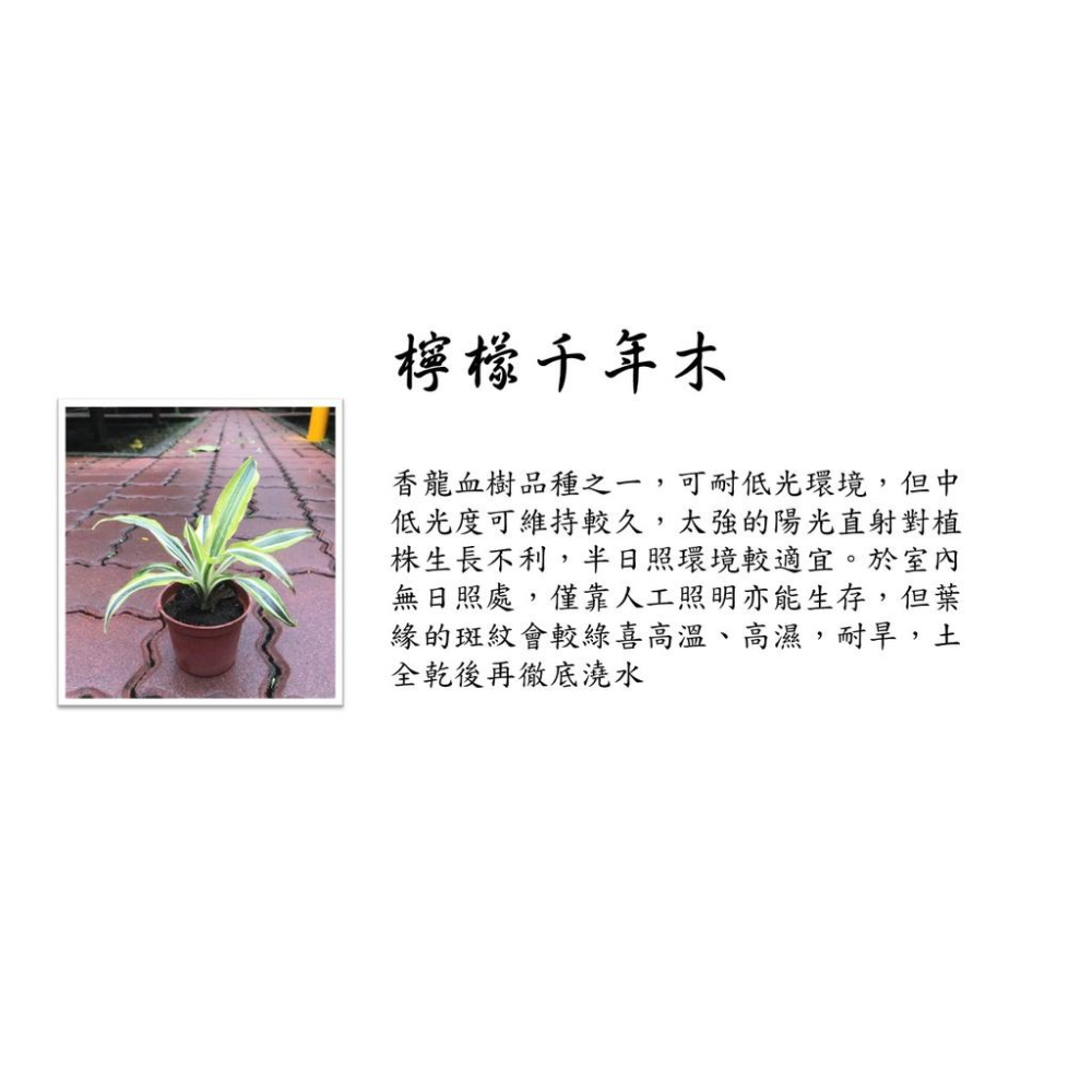 檸檬千年木3吋盆，盆栽，種植，懶人植物，淨化空氣-細節圖2