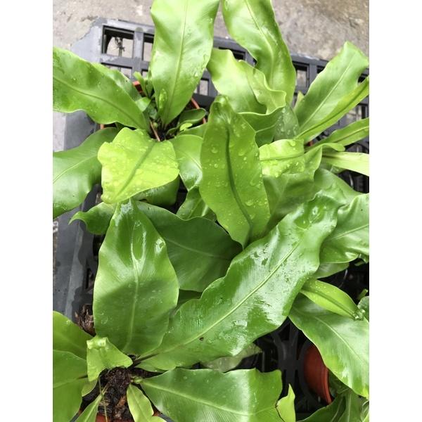 小山蘇  2.5寸嫩葉可食 不愛陽光 生命力旺盛 少病蟲害-細節圖2