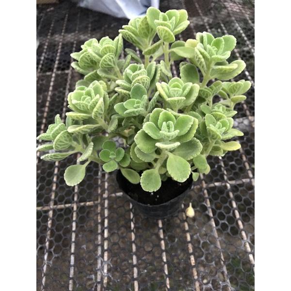 E01左手香 3寸荷蘭盆 檸檬 🍋 味道 碰碰香 到手香 過手香-細節圖2