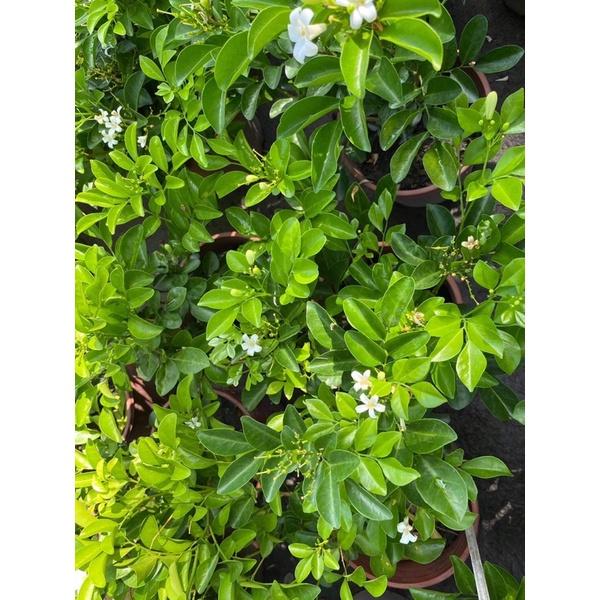 七里香 5寸盆 大葉 有香氣-細節圖2