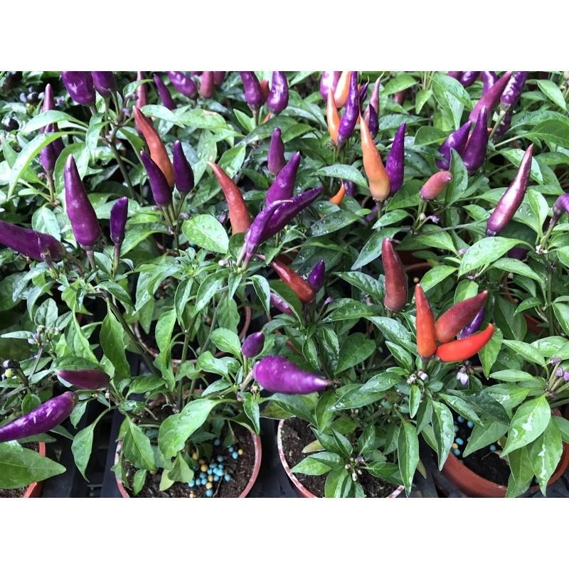 紫色朝天椒 3寸盆 療癒小物 園藝小品 桌上園藝-細節圖2