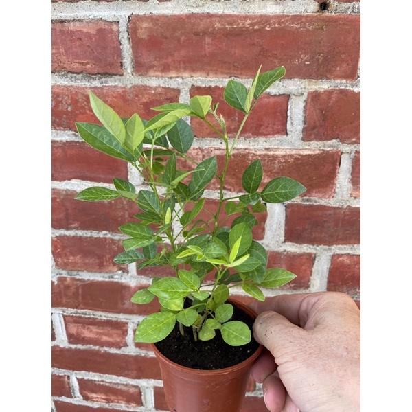 H01磨草苗 茉草 3寸荷蘭盆 抹草 桌上除穢植物 防煞-細節圖2