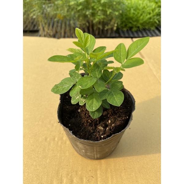 H01磨草苗 茉草 3寸荷蘭盆 抹草 桌上除穢植物 防煞-細節圖3