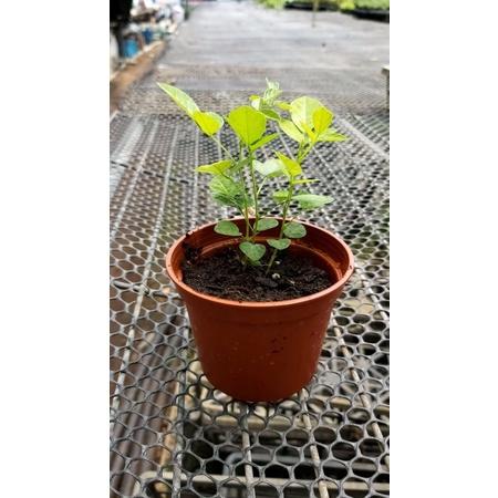 H01磨草苗 茉草 3寸荷蘭盆 抹草 桌上除穢植物 防煞-細節圖4