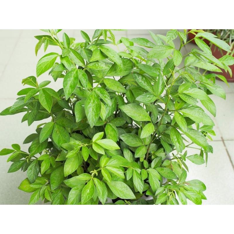 H01磨草苗 茉草 3寸荷蘭盆 抹草 桌上除穢植物 防煞-細節圖5