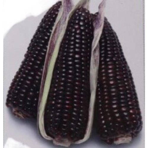 紫色玉米種子 玉米種子 深紫色 黑寶玉米 水果玉米 約20顆