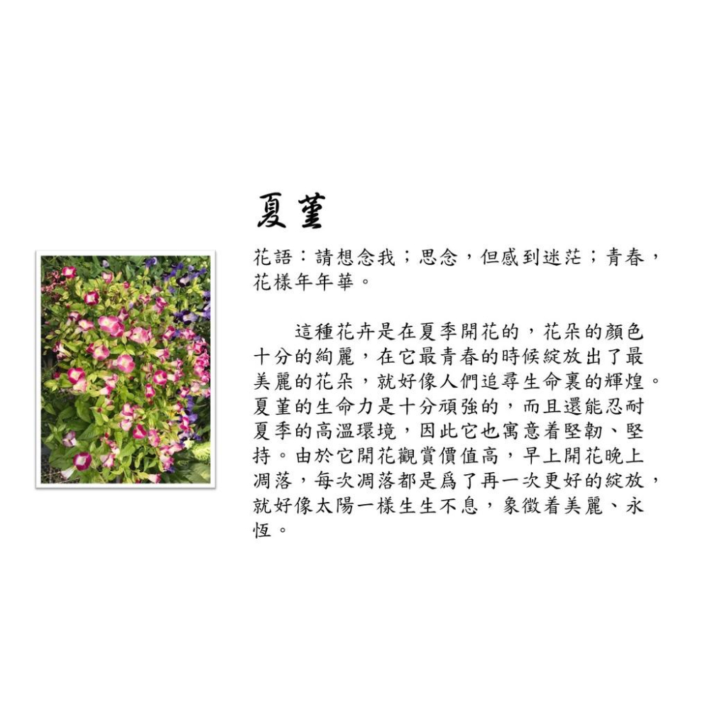 夏堇花 夏堇 3寸盆 蝴蝶草 花語:請想念 遠距戀愛 表達自己的想念-細節圖6