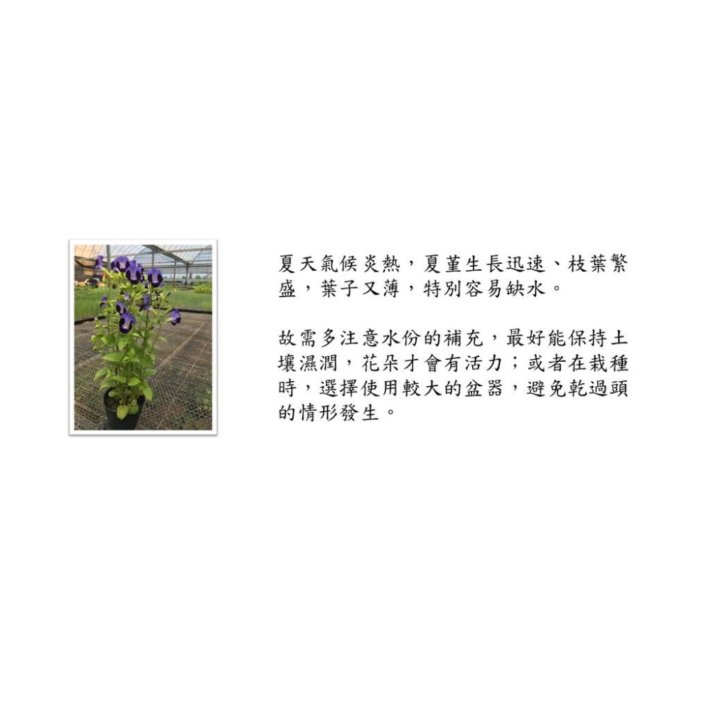 夏堇花 夏堇 3寸盆 蝴蝶草 花語:請想念 遠距戀愛 表達自己的想念-細節圖7