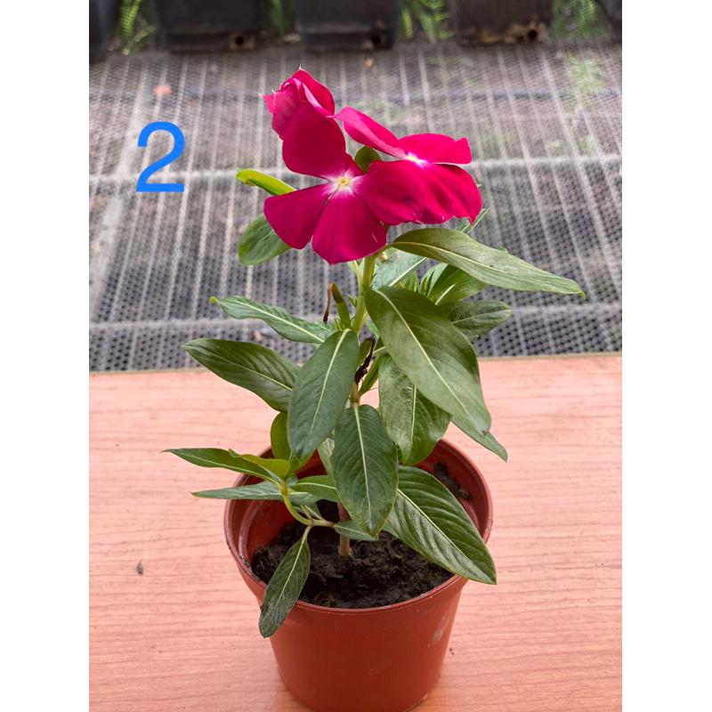 日日春花苗 2.5寸/3寸 黑色軟盆日日春  多種顏色 長春花 日日春 金盞草 日日進財 日日春 吉祥平安花-細節圖2