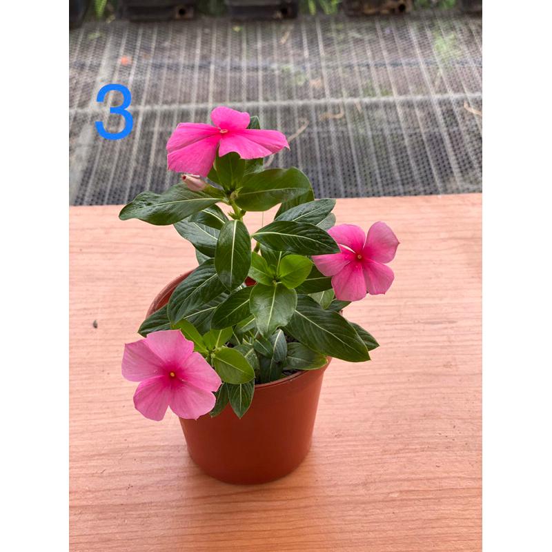 日日春花苗 2.5寸/3寸 黑色軟盆日日春  多種顏色 長春花 日日春 金盞草 日日進財 日日春 吉祥平安花-細節圖3