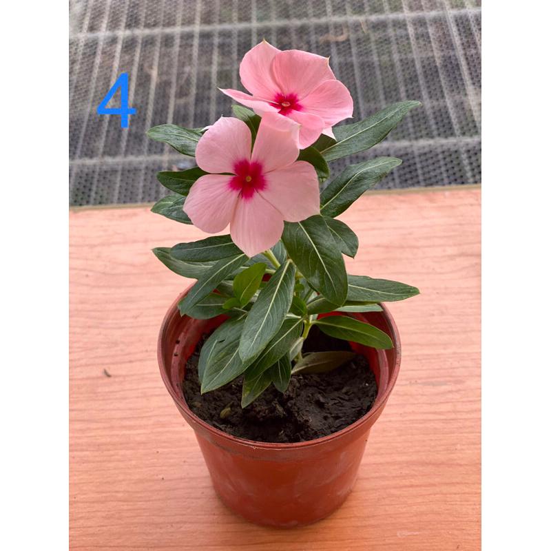 日日春花苗 2.5寸/3寸 黑色軟盆日日春  多種顏色 長春花 日日春 金盞草 日日進財 日日春 吉祥平安花-細節圖4